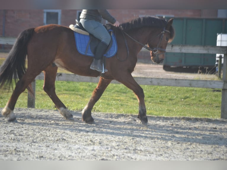 Altre razze Castrone 9 Anni 151 cm Baio in Breda