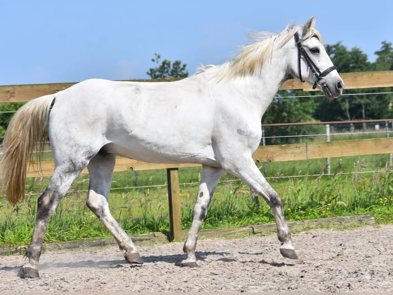 Altre razze Castrone 9 Anni 151 cm Grigio in Achtmaal