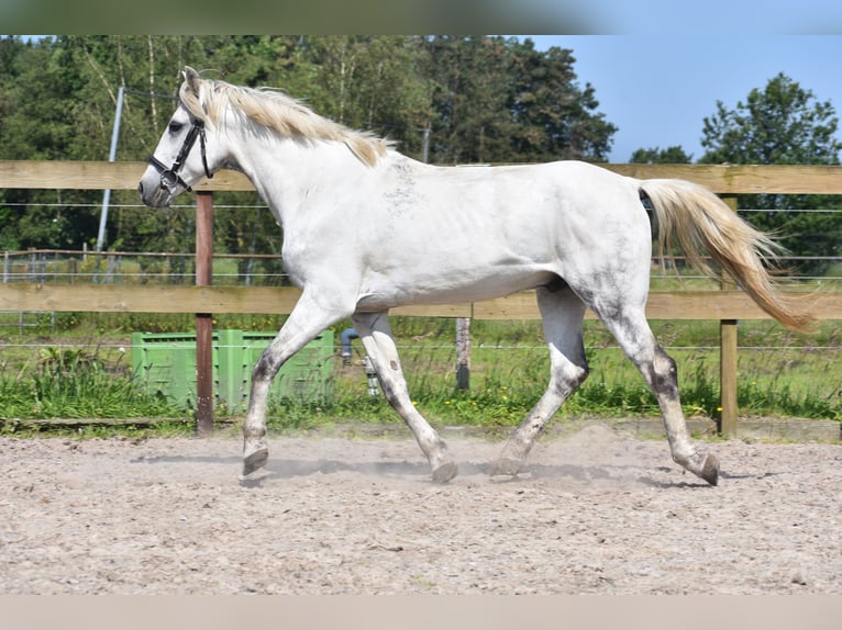 Altre razze Castrone 9 Anni 151 cm Grigio in Achtmaal