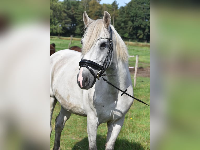 Altre razze Castrone 9 Anni 151 cm Grigio in Achtmaal