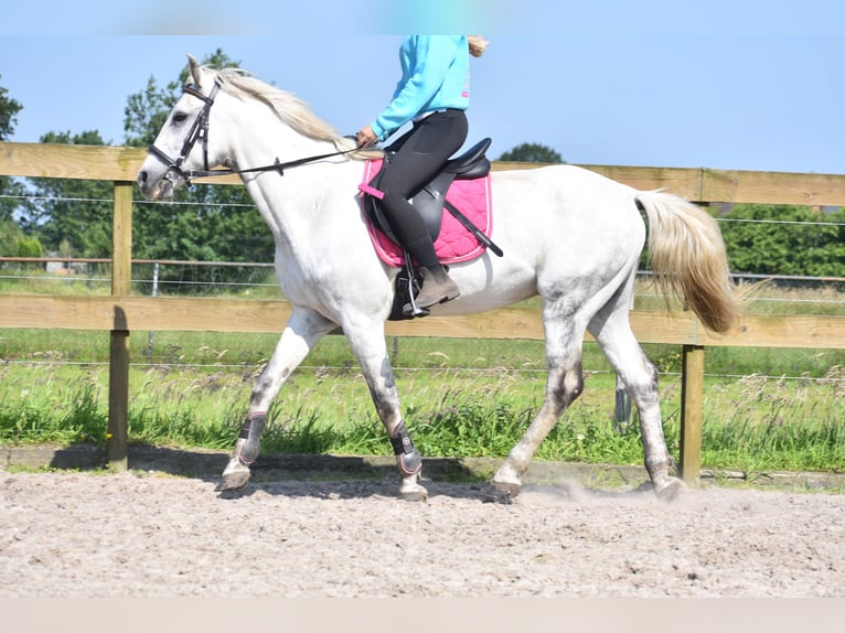 Altre razze Castrone 9 Anni 151 cm Grigio in Achtmaal