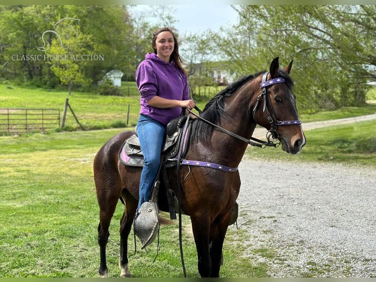 Altre razze Castrone 9 Anni 152 cm Baio ciliegia in Lancaster, KY