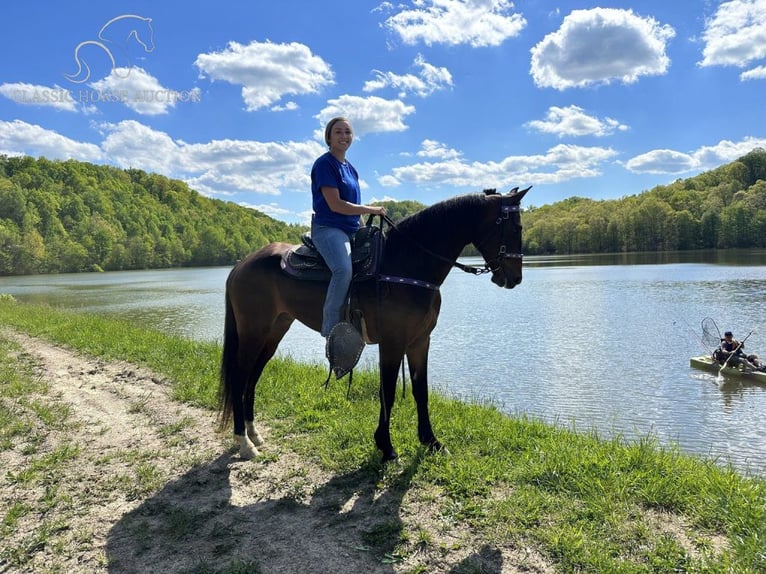 Altre razze Castrone 9 Anni 152 cm Baio ciliegia in Lancaster, KY