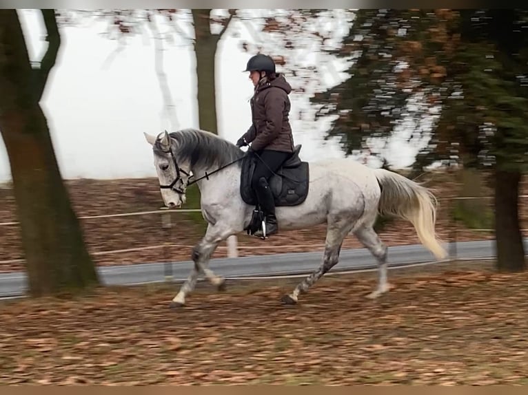 Altre razze Castrone 9 Anni 152 cm Grigio trotinato in Neuferchau