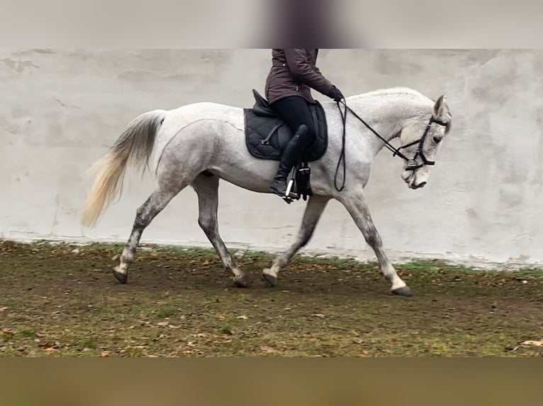 Altre razze Castrone 9 Anni 152 cm Grigio trotinato in Neuferchau