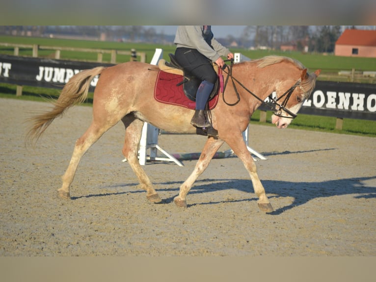 Altre razze Castrone 9 Anni 152 cm Pezzato in Breda