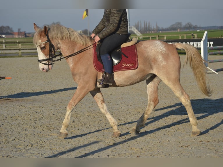 Altre razze Castrone 9 Anni 152 cm Pezzato in Breda