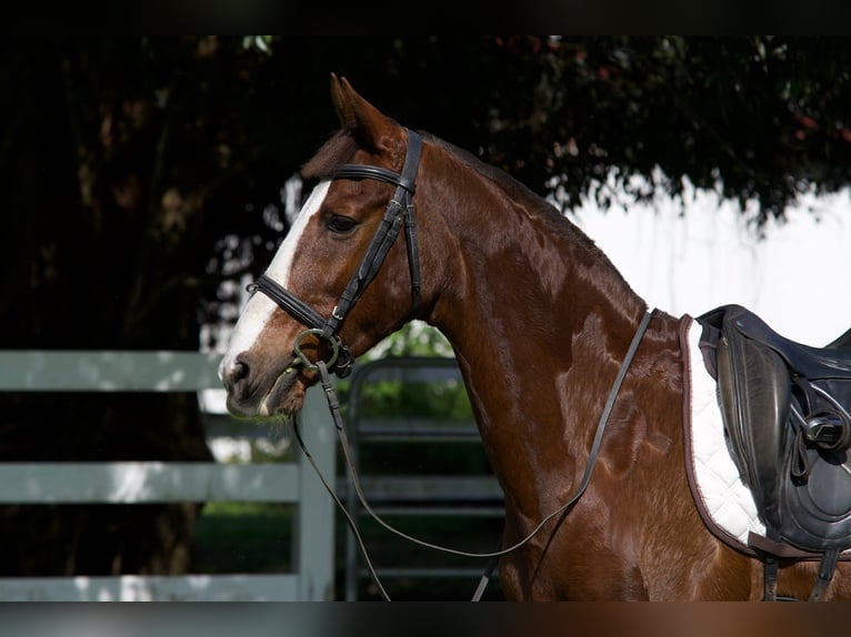 Altre razze Mix Castrone 9 Anni 152 cm Sauro ciliegia in Fort Lauderdale