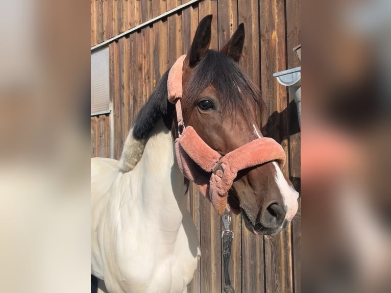 Altre razze Mix Castrone 9 Anni 154 cm Pezzato in Neustadt an der Donau