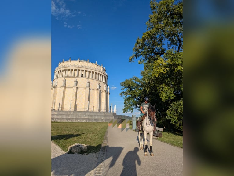 Altre razze Mix Castrone 9 Anni 154 cm Pezzato in Neustadt an der Donau