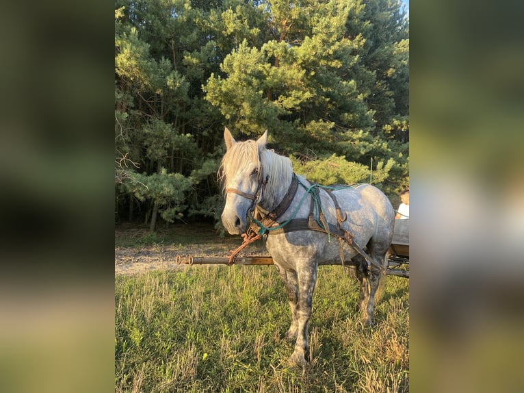 Altre razze Castrone 9 Anni 155 cm Grigio pezzato in Stypułów