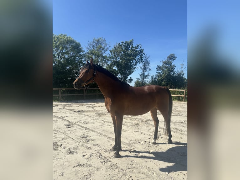 Altre razze Mix Castrone 9 Anni 156 cm Baio in Parrega