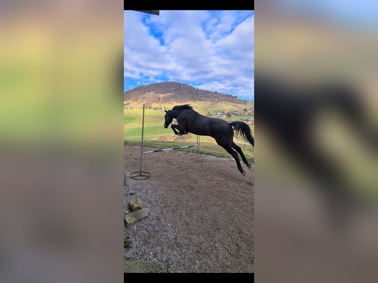 Altre razze Castrone 9 Anni 160 cm Baio scuro in Podplat