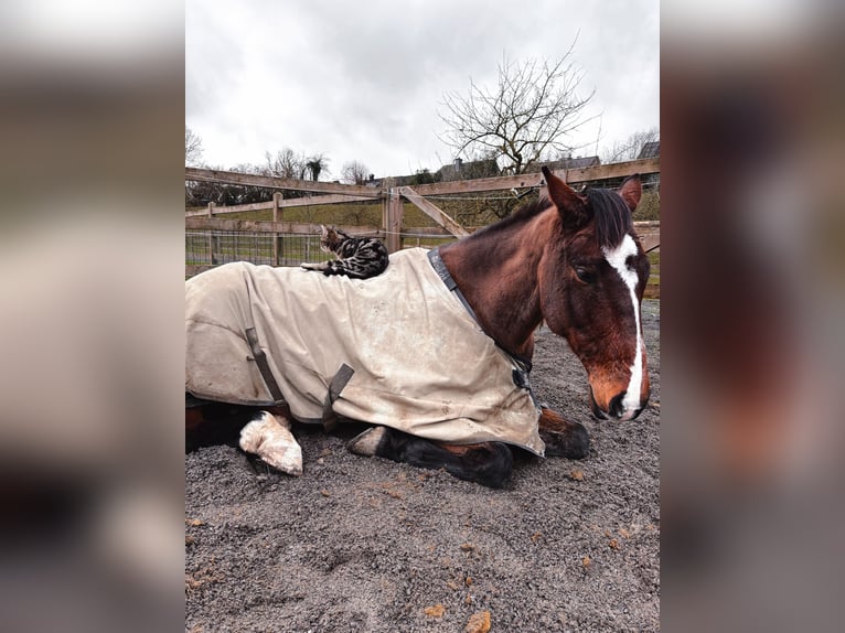 Altre razze Castrone 9 Anni 165 cm Baio in Lontzen