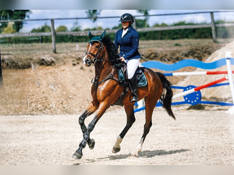 Altre razze Castrone 9 Anni 165 cm Baio in Lontzen