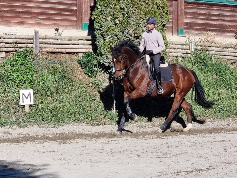 Altre razze Castrone 9 Anni 170 cm Baio in Framura