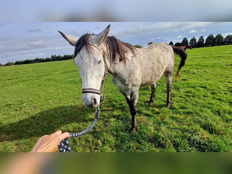 Altre razze Castrone 9 Anni Grigio pezzato in Kleve