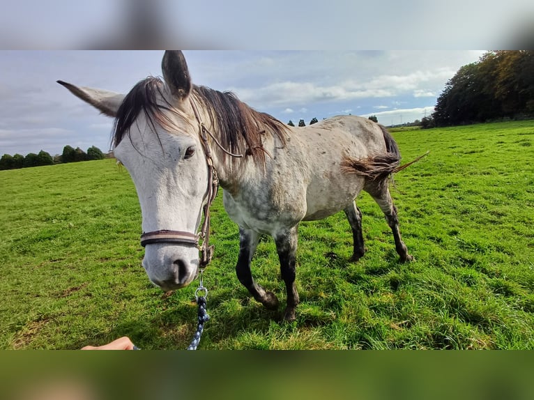 Altre razze Castrone 9 Anni Grigio pezzato in Kleve