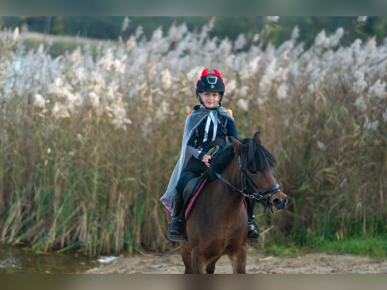 Altre razze Giumenta 10 Anni 120 cm Baio in olsztyn