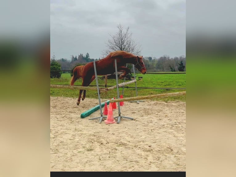 Altre razze Giumenta 10 Anni 135 cm Sauro in La croixille