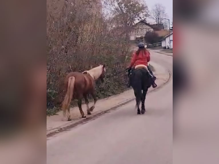 Altre razze Giumenta 10 Anni 142 cm Sauro in Röckingen