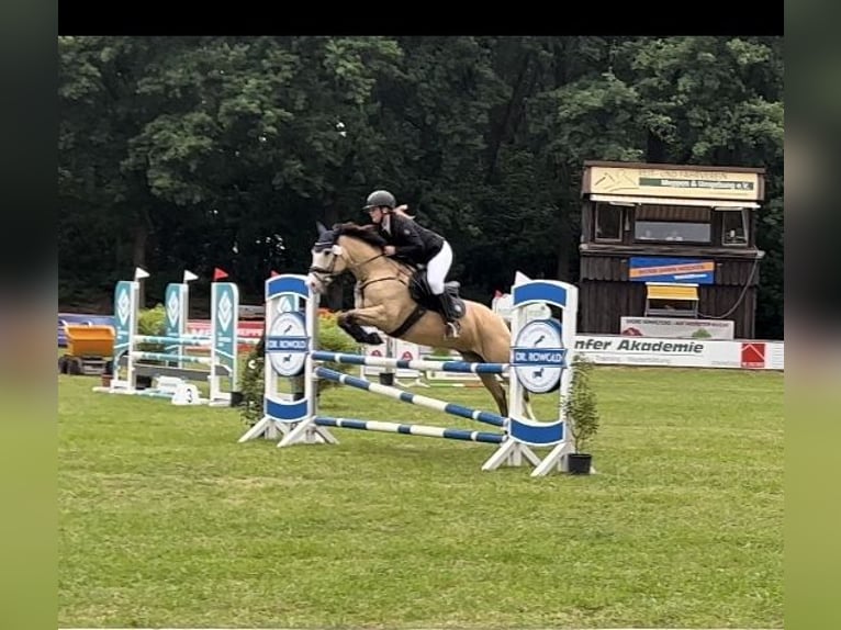 Altre razze Mix Giumenta 10 Anni 147 cm Pelle di daino in Oberlangen