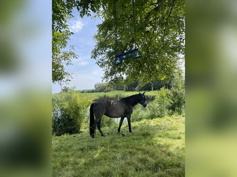 Altre razze Giumenta 10 Anni 152 cm Roano blu in Werkendam