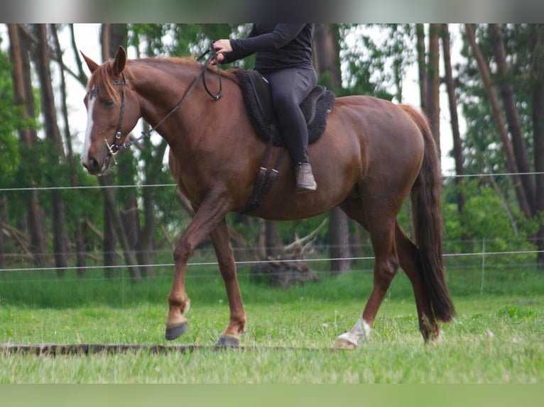 Altre razze Giumenta 10 Anni 154 cm Sauro in Ribbesbüttel