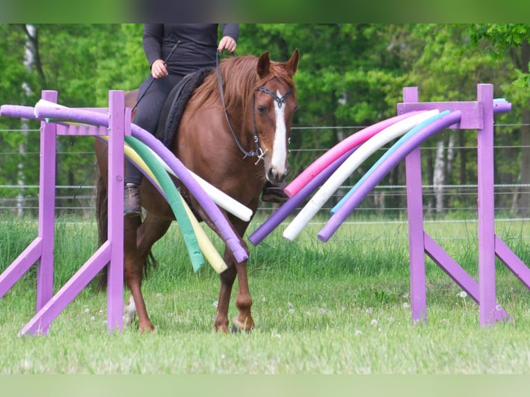 Altre razze Giumenta 10 Anni 154 cm Sauro in Ribbesbüttel