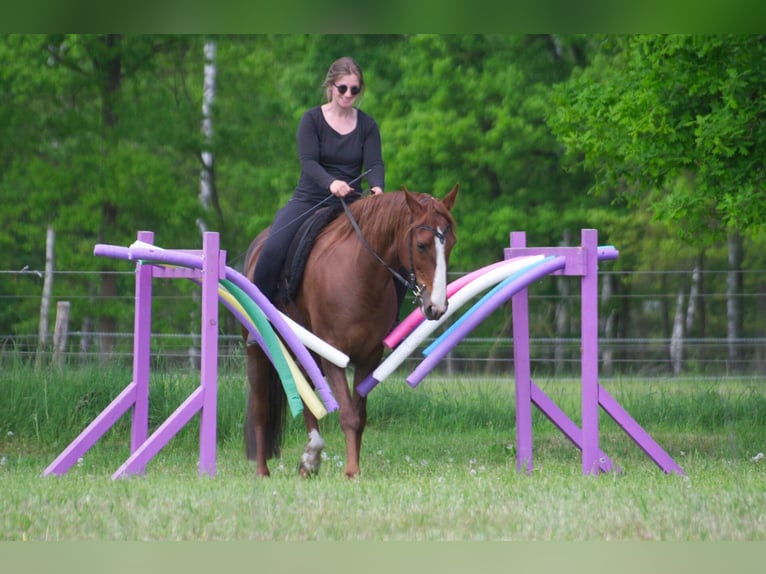 Altre razze Giumenta 10 Anni 154 cm Sauro in Ribbesbüttel