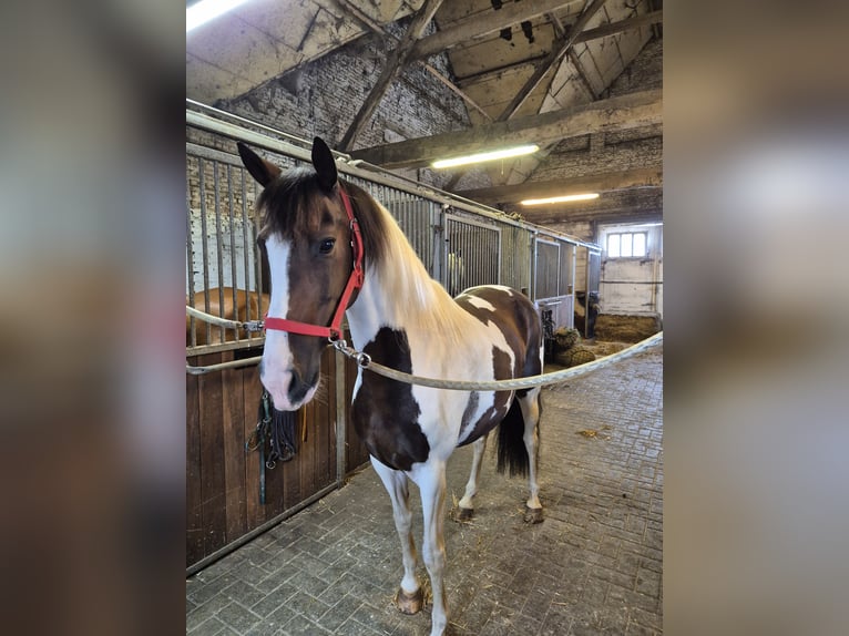 Altre razze Giumenta 10 Anni 155 cm Pezzato in Breda