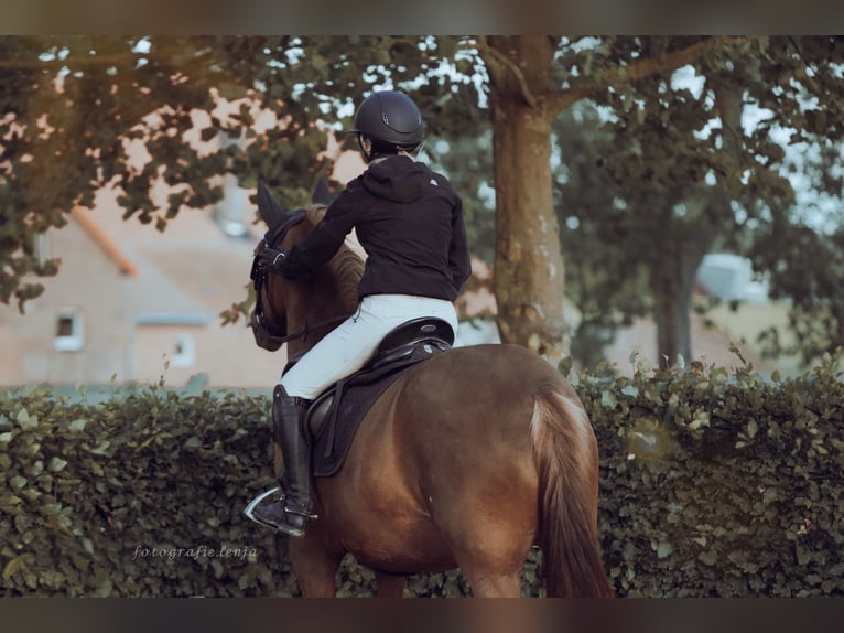 Altre razze Giumenta 10 Anni 155 cm Sauro scuro in Langenberg