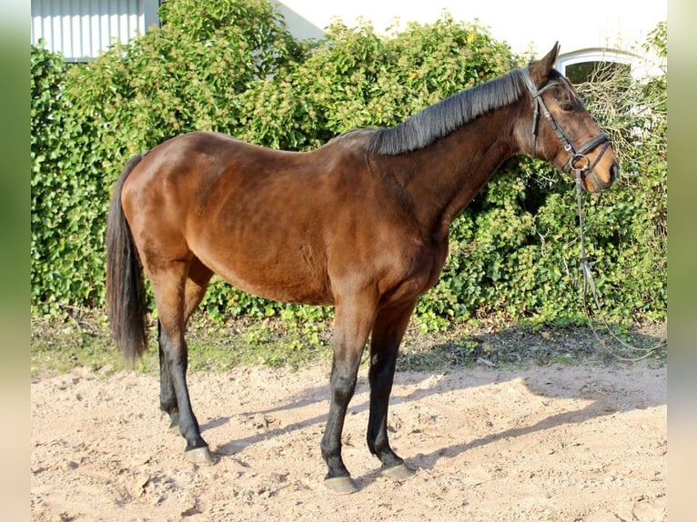 Altre razze Giumenta 10 Anni 157 cm Baio in Sonnefeld