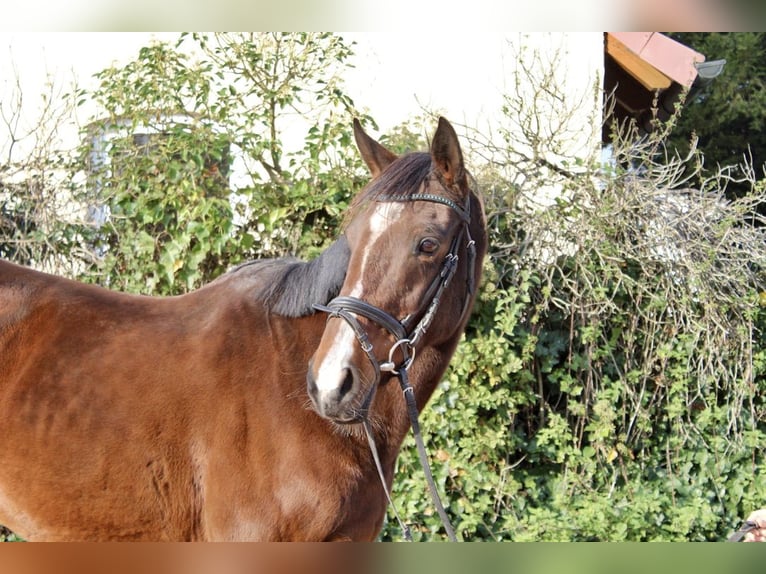 Altre razze Giumenta 10 Anni 157 cm Baio in Sonnefeld