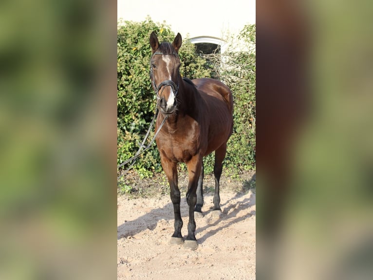 Altre razze Giumenta 10 Anni 157 cm Baio in Sonnefeld