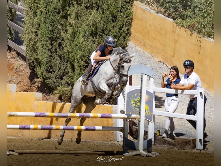 Altre razze Giumenta 10 Anni 157 cm Grigio in Coin