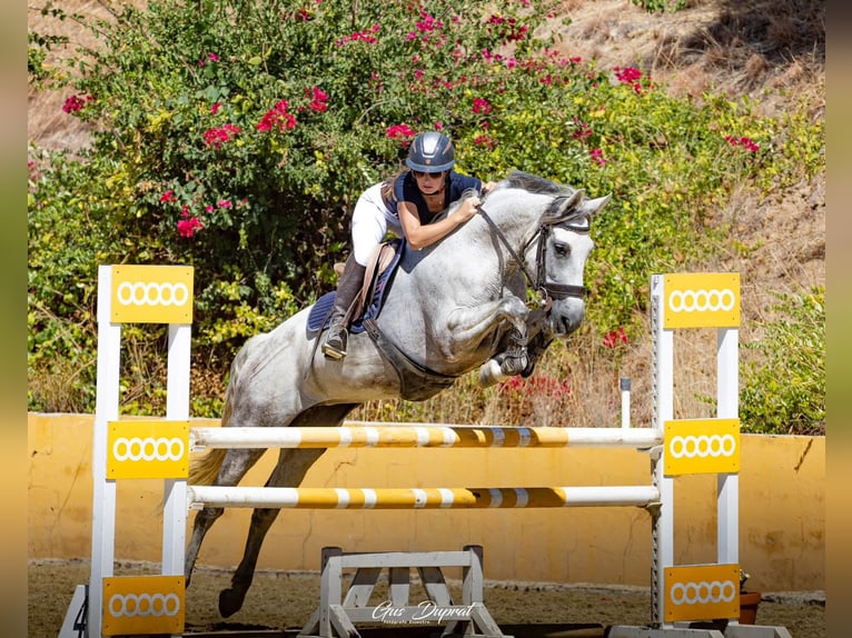 Altre razze Giumenta 10 Anni 157 cm Grigio in Coin
