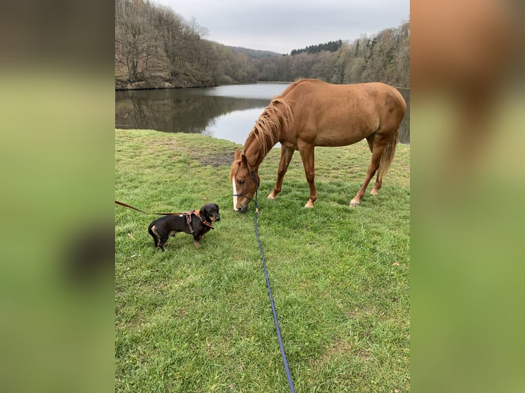 Altre razze Mix Giumenta 10 Anni 157 cm Sauro in Euskirchen