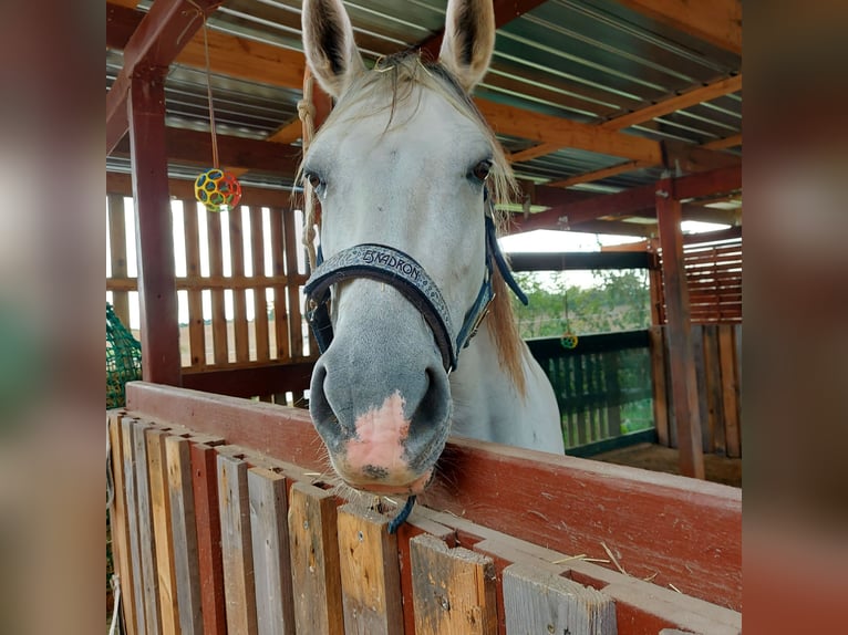 Altre razze Mix Giumenta 10 Anni 158 cm Grigio pezzato in Lübeck