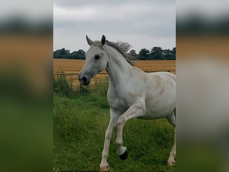 Altre razze Mix Giumenta 10 Anni 158 cm Grigio pezzato in Lübeck