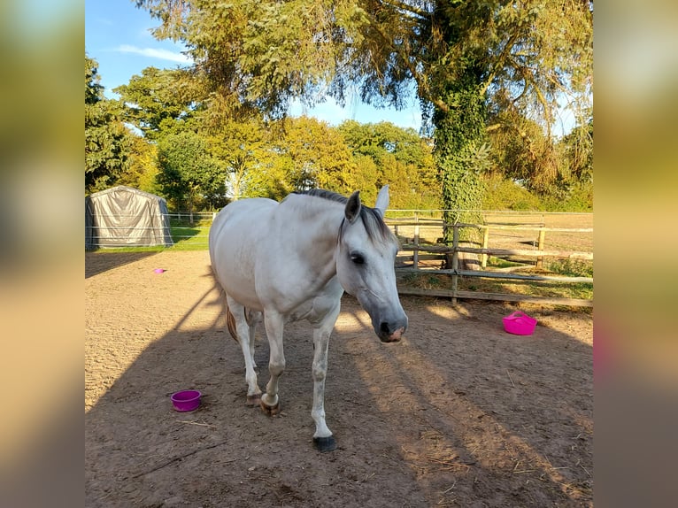 Altre razze Mix Giumenta 10 Anni 158 cm Grigio pezzato in Lübeck