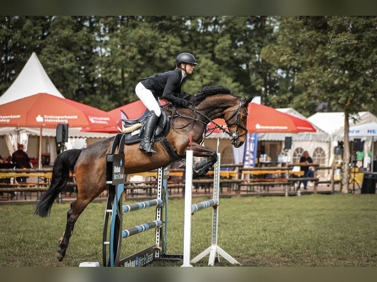 Altre razze Giumenta 10 Anni 160 cm Baio scuro in Heinsberg