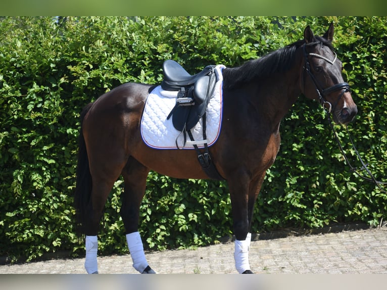 Altre razze Giumenta 10 Anni 160 cm  in Achtmaal