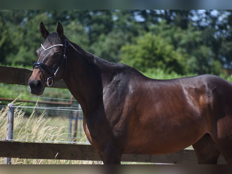 Altre razze Giumenta 10 Anni 160 cm  in Achtmaal