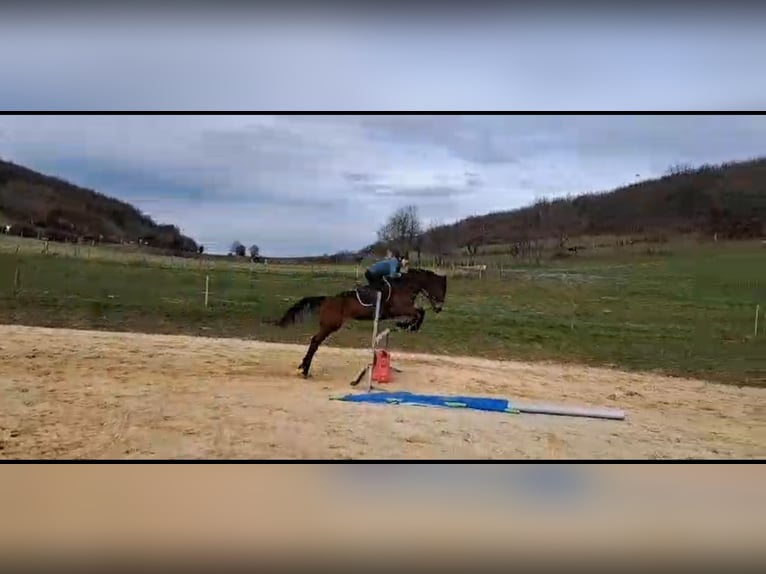 Altre razze Giumenta 10 Anni 162 cm Baio in Burnand