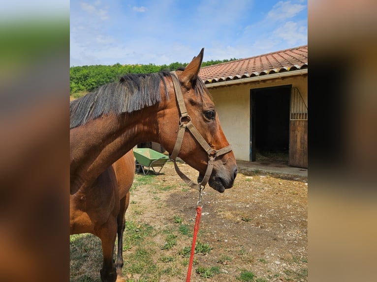 Altre razze Giumenta 10 Anni 162 cm Baio in Burnand