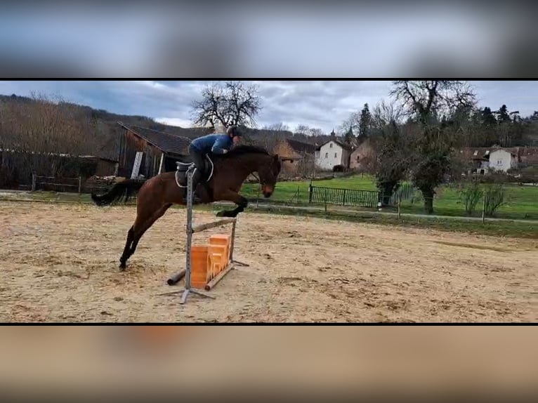 Altre razze Giumenta 10 Anni 162 cm Baio in Burnand