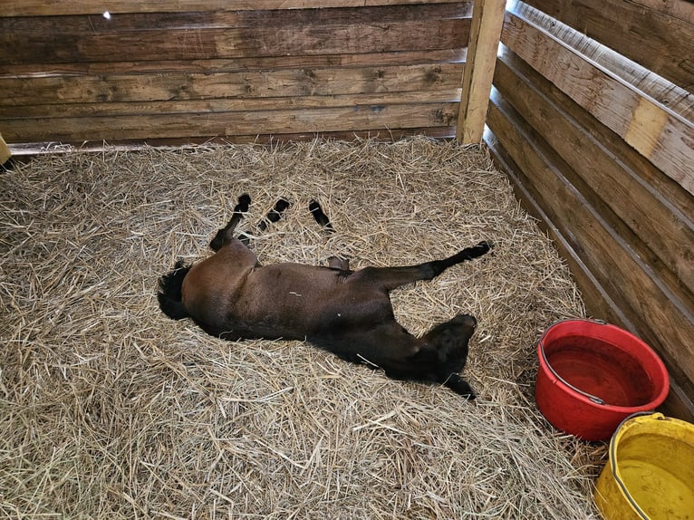 Altre razze Giumenta 10 Anni 165 cm Grigio pezzato in Nienburg (Saale)