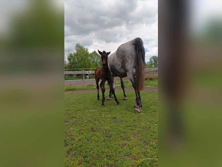 Altre razze Giumenta 10 Anni 165 cm Grigio pezzato in Nienburg (Saale)