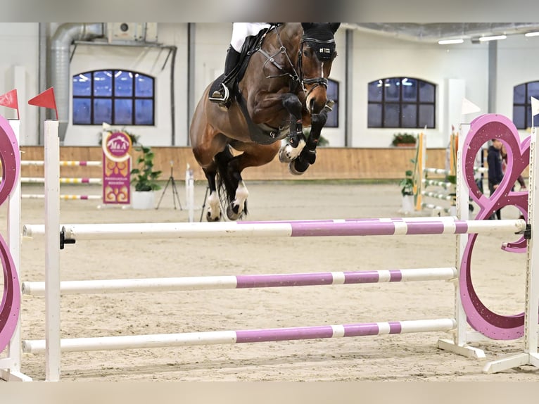 Altre razze Giumenta 10 Anni 167 cm Baio ciliegia in Sędzice